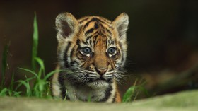 Tiger Triplets Debut at Taronga Zoo