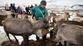 Fourth Reindeer Species Discovered in Canada