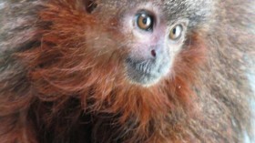  purring monkey (Callicebus caquetensis)