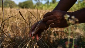 Dry Spell Hits Agriculture In Restive Southern Philippines