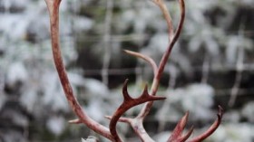 In just one decade, 80,000 reindeer starve to death