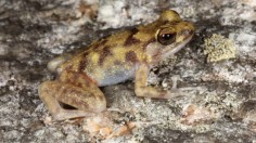 The Blotched Boulder frog.