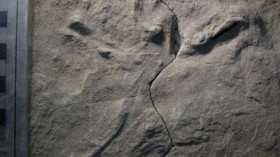 a drag mark made by the rear toe on one of the Cretaceous bird tracks indicates that it was a flight landing track.