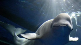 Researchers discovered that beluga whales showed an incredible ability to deal with a changing environment