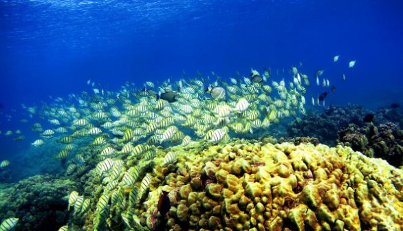 Corals with high genetic diversity are betteer at surviving climate change