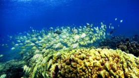 Corals with high genetic diversity are betteer at surviving climate change