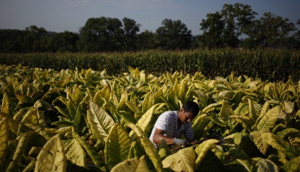 Tobacco Harvesting Underway In Kentucky