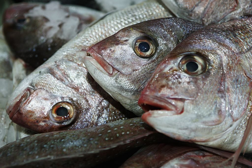 Thousands of Dead Fish Suddenly Show Up in a New York Canal | Nature ...