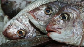 Thousands of Dead Fish Show Up In a Canal