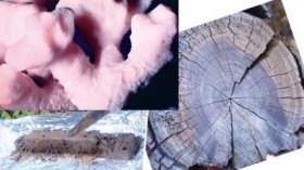 corals, tree rings, and sediment cores