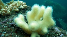 Bleached Corals in the Pacific Are Starting to Evolve