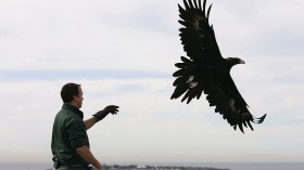 French Air Force To Use Eagles To Fight Terrorist Drone Attacks