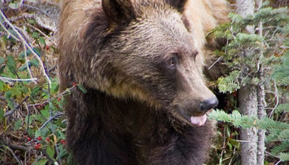 Grizzly bear. Kananakis Country, Alberta, Canada.