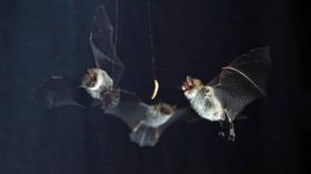 bats