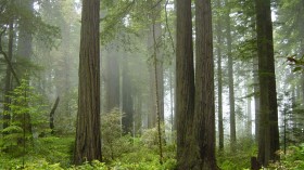 coastal redwoods 