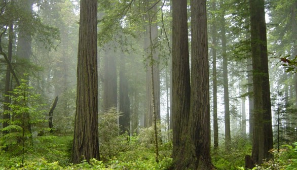 coastal redwoods 