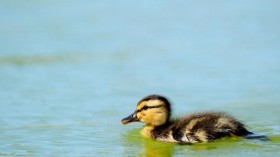 Ducklings have two separate memory banks of visual information