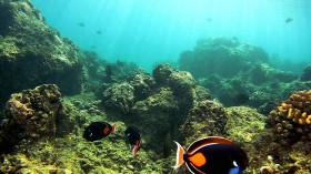 Threat to Great Barrier Reef?