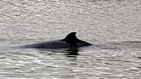 Humpback Whale Stranded in Moriches Bay