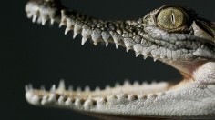 Crocodile