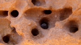 A hive of activity: sandstone-excavating bees in their harsh environment