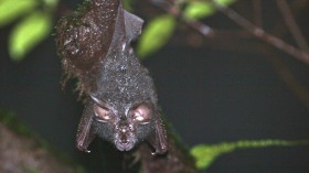 Horseshoe Bat