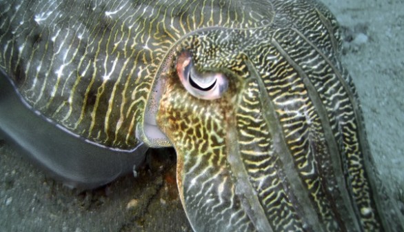 Cuttlefish