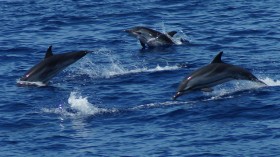 striped dolphin