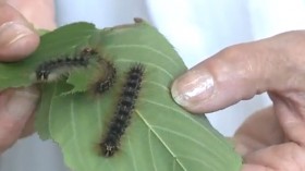 Winter moths usher in another season of defolitation