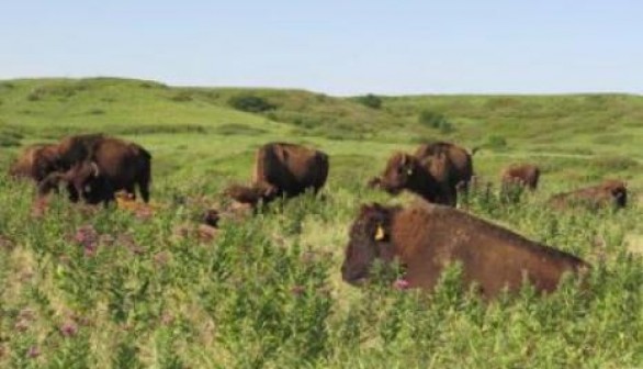 tallgrass prairie 