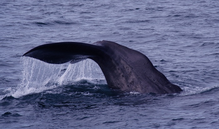 Sperm Whale Found on Florida Shore Euthanized | Nature World News