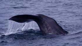 Sperm whale