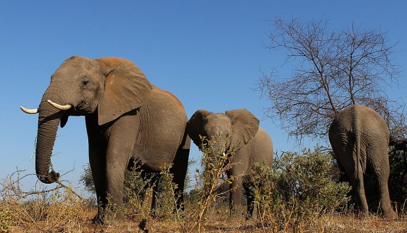 An African Safari