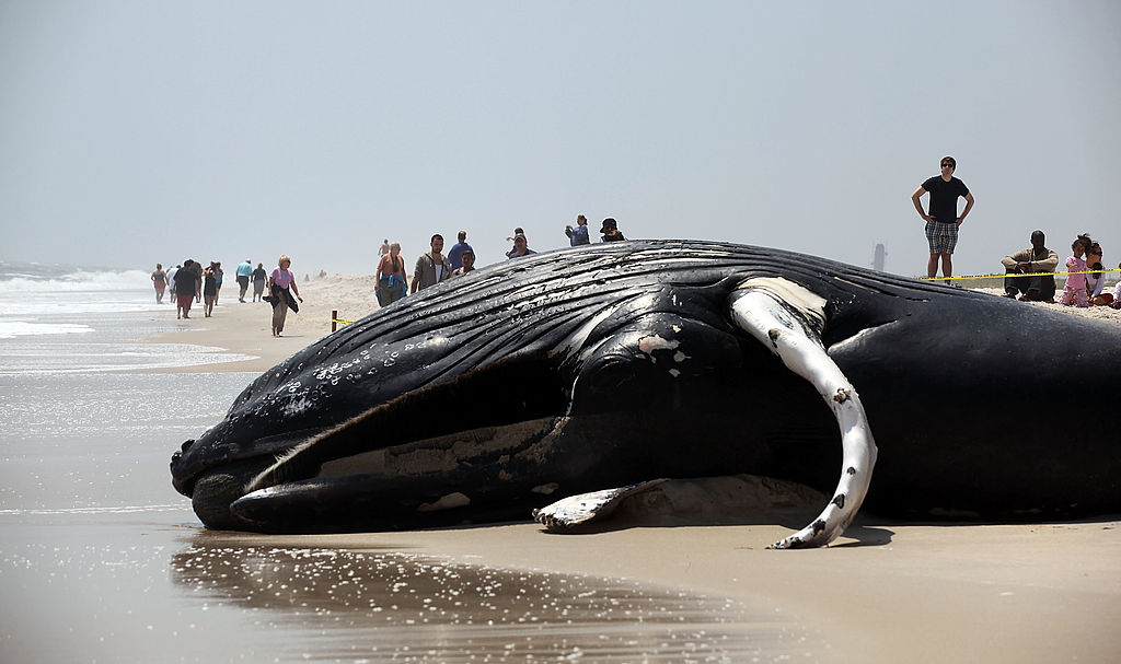 Humpback Whale Stranded in Long Island Euthanized | Nature World News