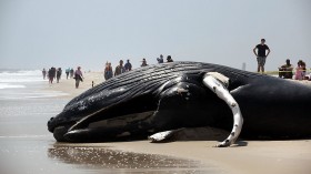 Whale Washes Ashore On Long Island Beach