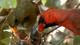 The markings of female birds can tell us more than just their species and gender