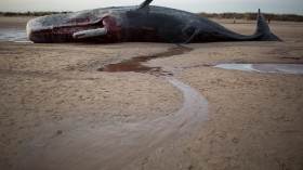 dead whale