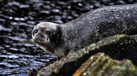 Foula - One Of The Remotest Permanently Inhabited Islands In Great Britain