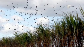 Sugarcane is a potential source of light