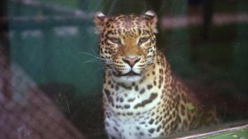 Environmentalists want to ensure both sustainable development for local communities and a secure future for the jaguar