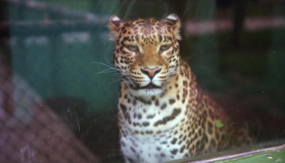 Environmentalists want to ensure both sustainable development for local communities and a secure future for the jaguar