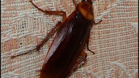 cockroach 