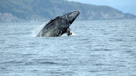 Gray Whale (Eschrichtius robustus)