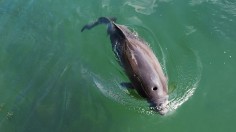 harbor porpoise (Phocoena phocoena, also known as the common porpoise)