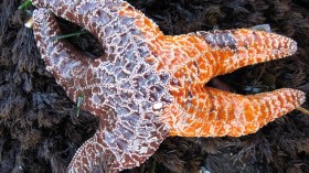 Starfish 