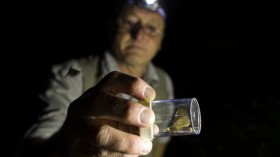 The Philodoria species is well known in Hawaii as micromoths the size of a human eyelash