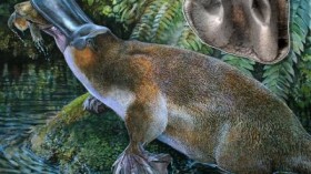  platypus