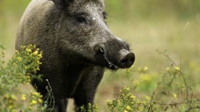 Wild boar 