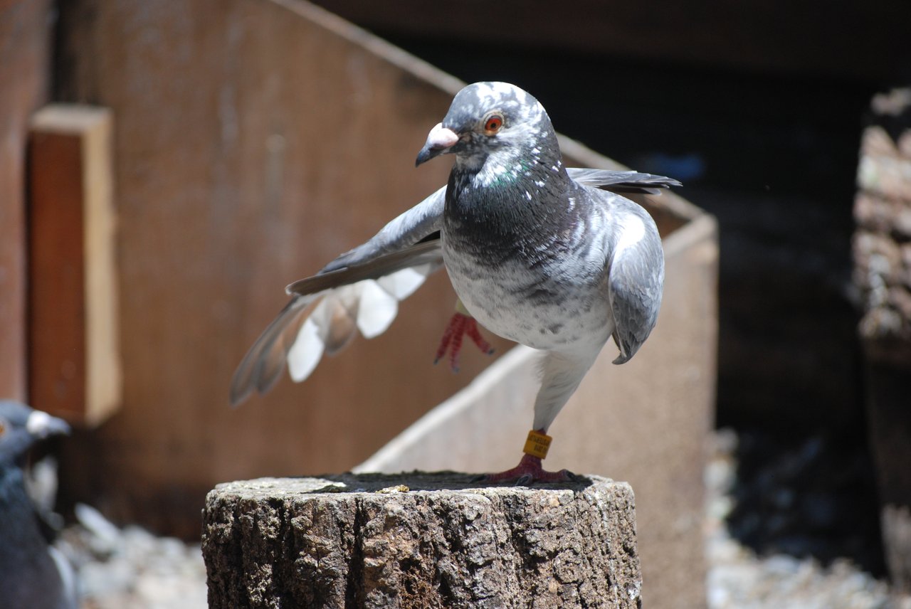 homing-pigeons-smell-the-wind-to-find-home-animals-nature-world-news