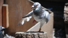 Homing pigeon